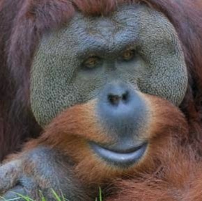 Mcdonald's Corporation - Audubon Zoo Stand 5